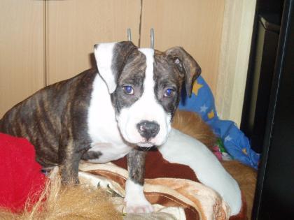 Absoluter Liebhaber Hund Am. Steff