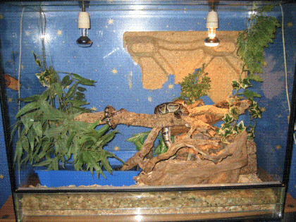 2 königsphton terrarium einrichtung