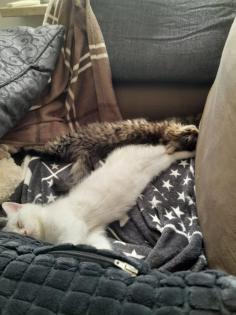 Katzenbabys Norweger-Bkh Mix