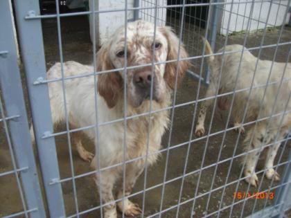 Hektor ein Setter- Mix-Rüde wurde ca. im Februar 2022 in Serres geboren.