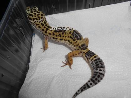 0 1 Leopardgecko aus 2022