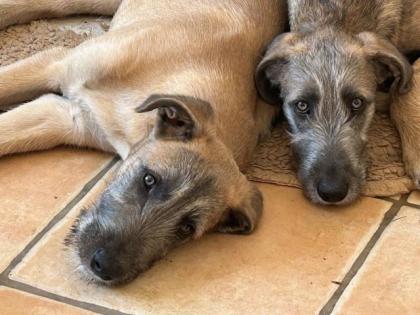 Rassetypische Irish Wolfhound Welpen