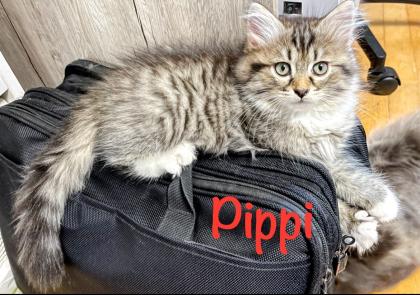 Norwegische Waldkatze Sibirische Katze