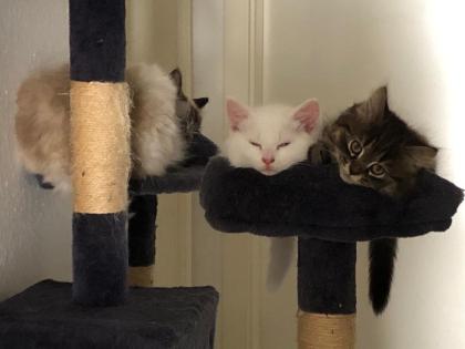 Katzenbabys Norweger-Bkh Mix
