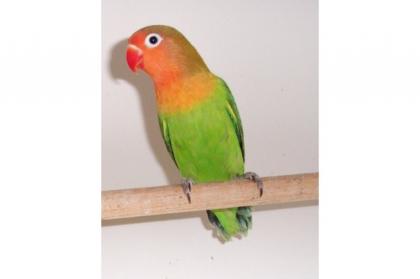 Notfallpaar Agarponiden sucht neues Heim