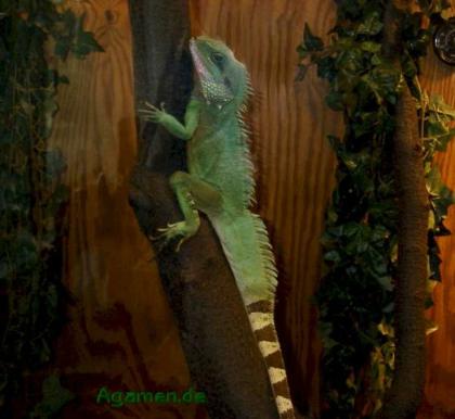 Verkaufe Wasseragame