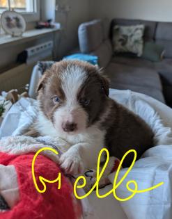 Reinrassige Bordercollie Welpen