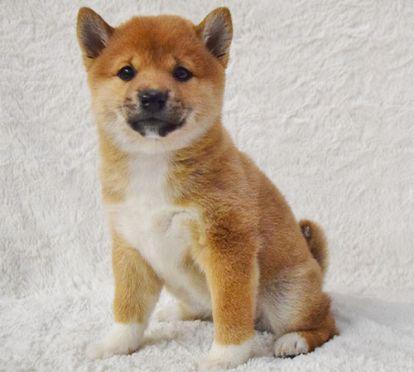 Niedliche Shiba-Inu Welpen suchen liebevolles Zuhause