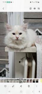 Heilige-birma Kitten