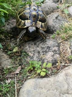 Griechische Landschildkröte männlich geb. 2008