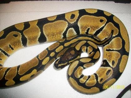 Python regius 1. 0 Vanilla von 10. 2022