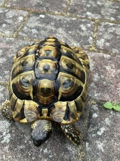 Griechische Landschildkröte männlich geb. 2008
