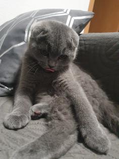 Ich biete zwei süßen Katzen
