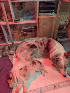Reinrassige Bordercollie Welpen