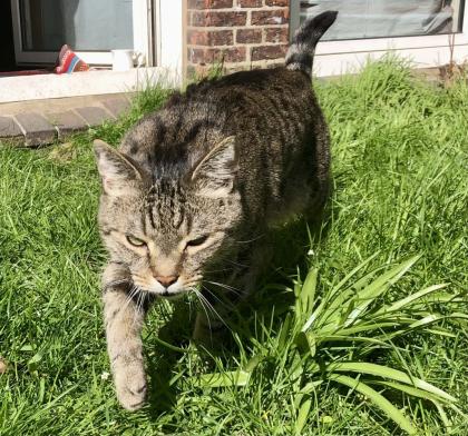 Kater Buddi entlaufen. Finderlohn