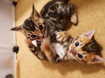 Wunderschöne Bengalkitten reinrassig Kätzchen 31. 12. 2022