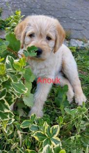 Labradoodlewelpen