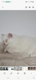 Heilige-birma Kitten