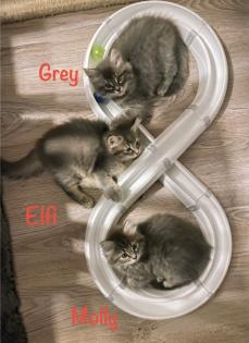 Norwegische Waldkatze Sibirische Katze