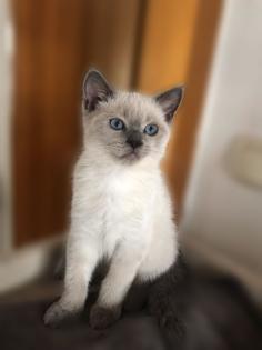 Süßes BKH Geschwisterpärchen sucht neues zu Hause