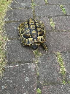 Griechische Landschildkröte männlich geb. 2008