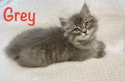 Norwegische Waldkatze Sibirische Katze