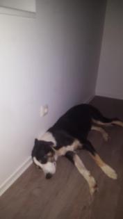 Schweizer Sennen Aussie Border Mix