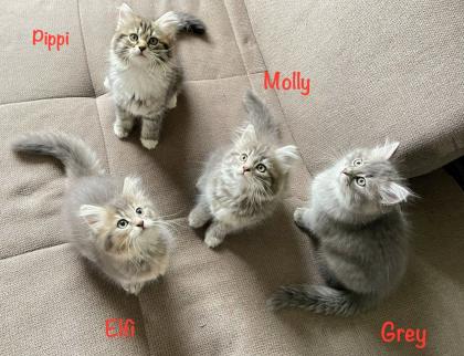 Norwegische Waldkatze Sibirische Katze