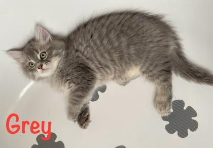 Norwegische Waldkatze Sibirische Katze