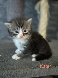 4 Maine Coon Kitten Kater