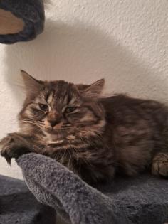 Katzenbabys Norweger-Bkh Mix