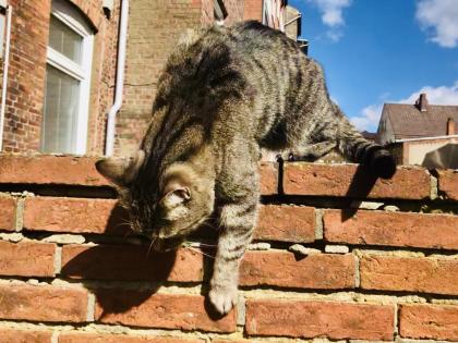 Kater Buddi entlaufen. Finderlohn