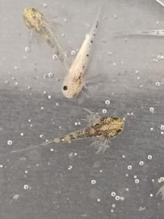 Axolotl Jungtiere eigene Zucht MV