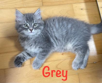 Norwegische Waldkatze Sibirische Katze