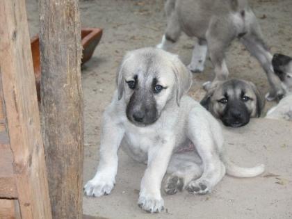 Sivas Kangal Welpen zu verkaufen Geboren am 08. 05. 2022