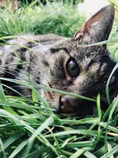 Kater Buddi entlaufen. Finderlohn