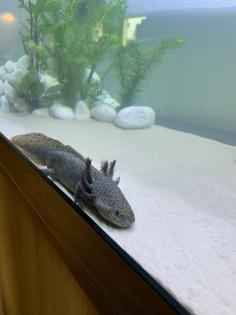 Axolotl Jungtiere eigene Zucht MV