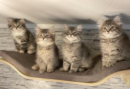Norwegische Waldkatze Sibirische Katze