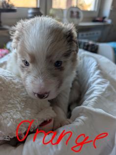 Reinrassige Bordercollie Welpen