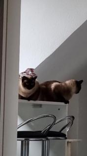Siamkatzen