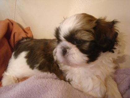 Knuffige Shih Tzu Babys