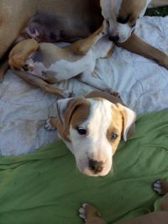 Verschmuste Amstaff -Boxer Welpen suchen ihren Mensch