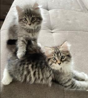 Norwegische Waldkatze Sibirische Katze