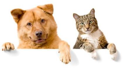 Hundefutter Katzenfutter Tierbedarf kaufen bei Natur4Pets. de