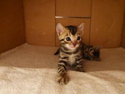 Wunderschöne Bengalkitten reinrassig Kätzchen 31. 12. 2022