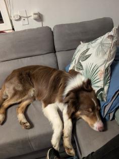 Reinrassige Bordercollie Welpen