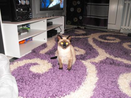SIAM DECKKATER