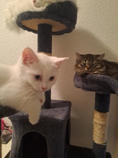 Katzenbabys Norweger-Bkh Mix