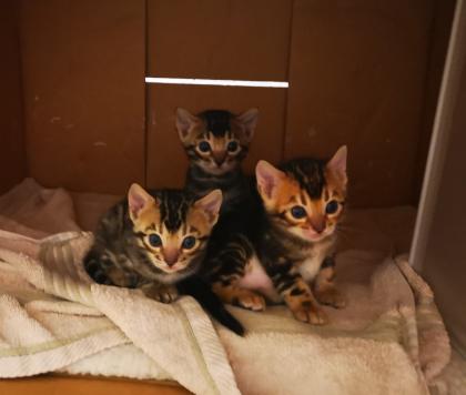 Wunderschöne Bengalkitten reinrassig Kätzchen 31. 12. 2022