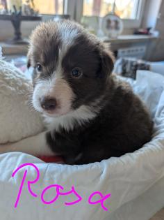 Reinrassige Bordercollie Welpen
